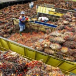 Palm Oil Market How Nigeria Lost Global Market Leader to Indonesia, Malaysia, Thailand and Columbia