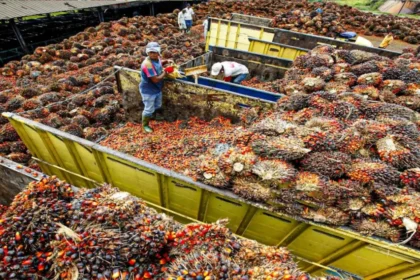Palm Oil Market How Nigeria Lost Global Market Leader to Indonesia, Malaysia, Thailand and Columbia