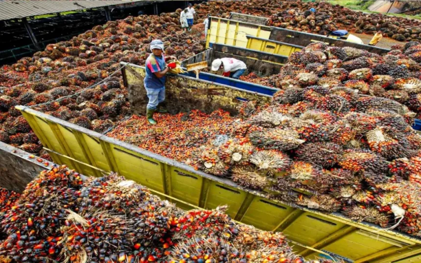 Palm Oil Market How Nigeria Lost Global Market Leader to Indonesia, Malaysia, Thailand and Columbia