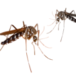 Vision 2030 Malaria Elimination Strategy