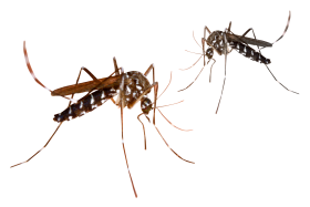 Vision 2030 Malaria Elimination Strategy